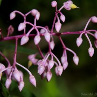 Ardisia rothii A.DC.